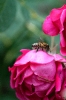 Пчела в гостях у розы.